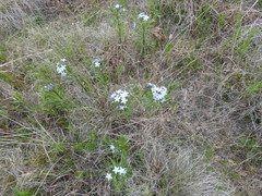 Amsonia ciliata texana