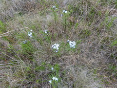 Amsonia ciliata texana