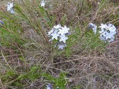 Amsonia ciliata texana