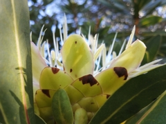 Protea comptonii