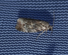 Phaecasiophora confixana