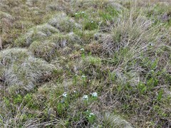 Amsonia ciliata texana