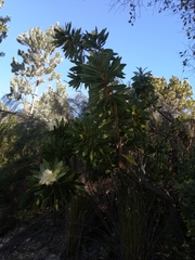 Protea comptonii