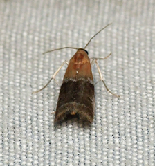 Moodna pallidostrinella