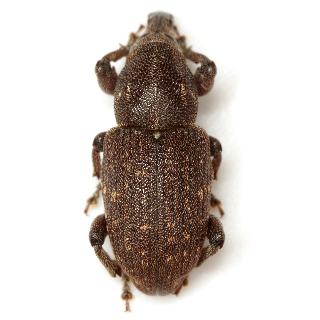 Pitch-eating Weevil