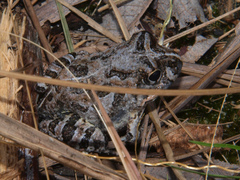 Tomopterna tuberculosa