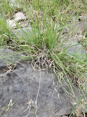 Panicum hallii