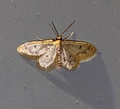 Idaea bonifata