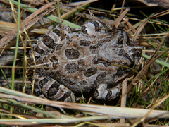 Tomopterna tuberculosa