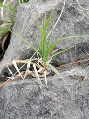 Panicum hallii
