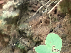 Protosticta gravelyi