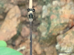 Protosticta gravelyi