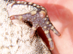 Sclerophrys pusilla