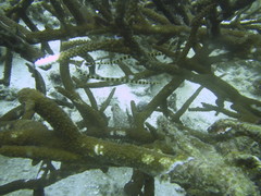 Dunckerocampus dactyliophorus