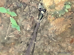 Protosticta gravelyi