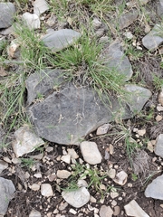 Panicum hallii