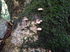 Marasmiellus alliiodorus