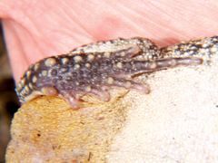 Sclerophrys pusilla