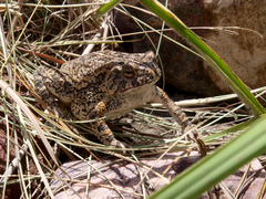 Sclerophrys pusilla