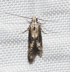 Blastodacna atra