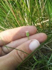Erigeron lonchophyllus