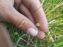 Erigeron lonchophyllus