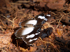 Aterica galene extensa
