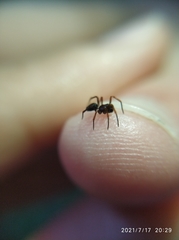 Euryopis episinoides