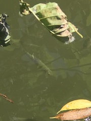 Scardinius erythrophthalmus