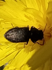 Anthaxia quadripunctata