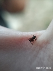 Euryopis episinoides