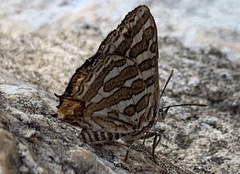 Cigaritis acamas