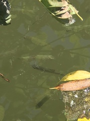 Scardinius erythrophthalmus