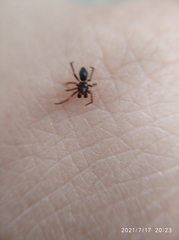 Euryopis episinoides