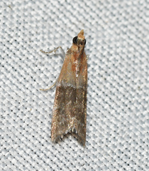 Moodna pallidostrinella