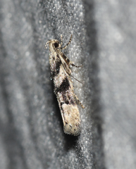 Coleotechnites atrupictella