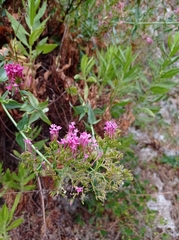 Centranthus ruber
