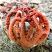 Craypot Stinkhorn - Photo (c) Jackson Nugent, some rights reserved (CC BY-NC), uploaded by Jackson Nugent