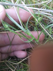 Erigeron lonchophyllus