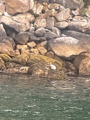 Phoca vitulina