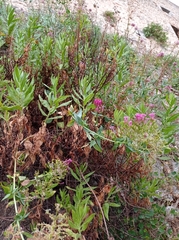 Centranthus ruber