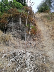 Asphodelus ramosus ramosus