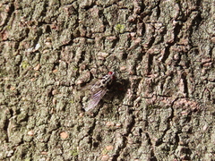 Eustalomyia hilaris
