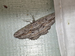 Scioglyptis loxographa