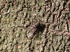 Eustalomyia hilaris
