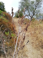 Asphodelus ramosus ramosus