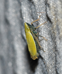 Verdanus