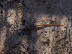 Meroles squamulosus