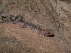 Elasmodactylus tuberculosus