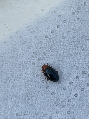 Podagrica fuscicornis